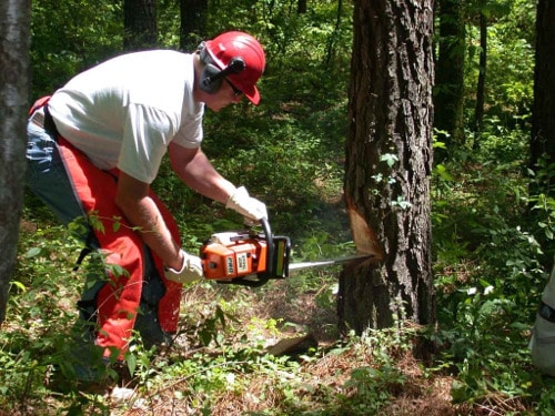 tree removal Harrow using a chainsaw