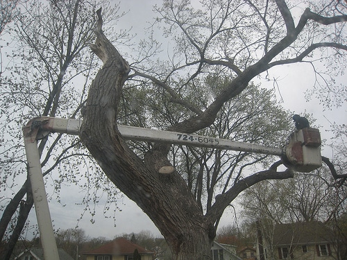 tree removal Harrow with a cherry picker
