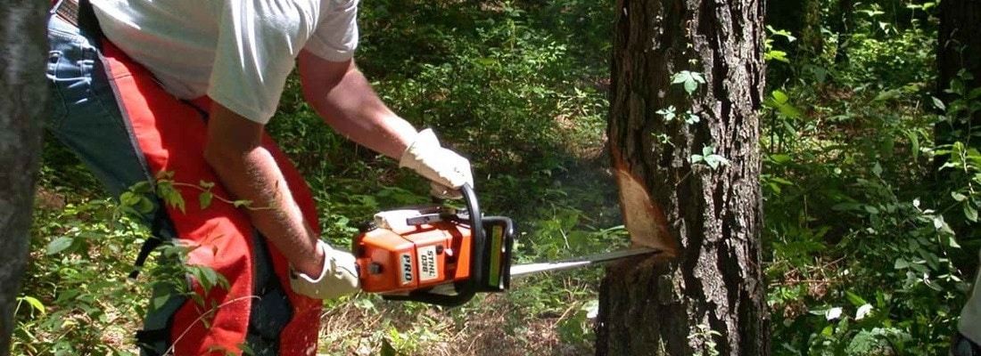 complete tree services Harrow